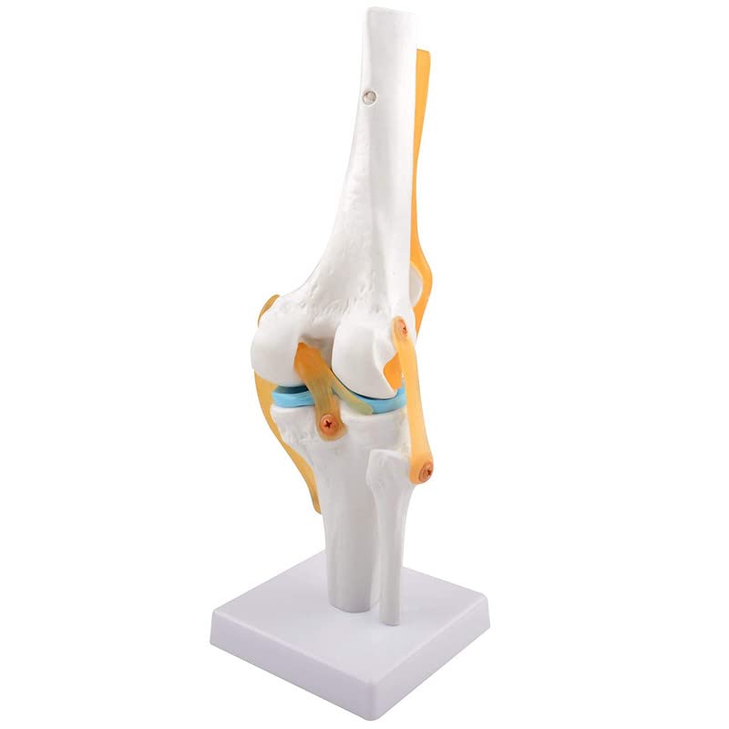 Knee Joint
